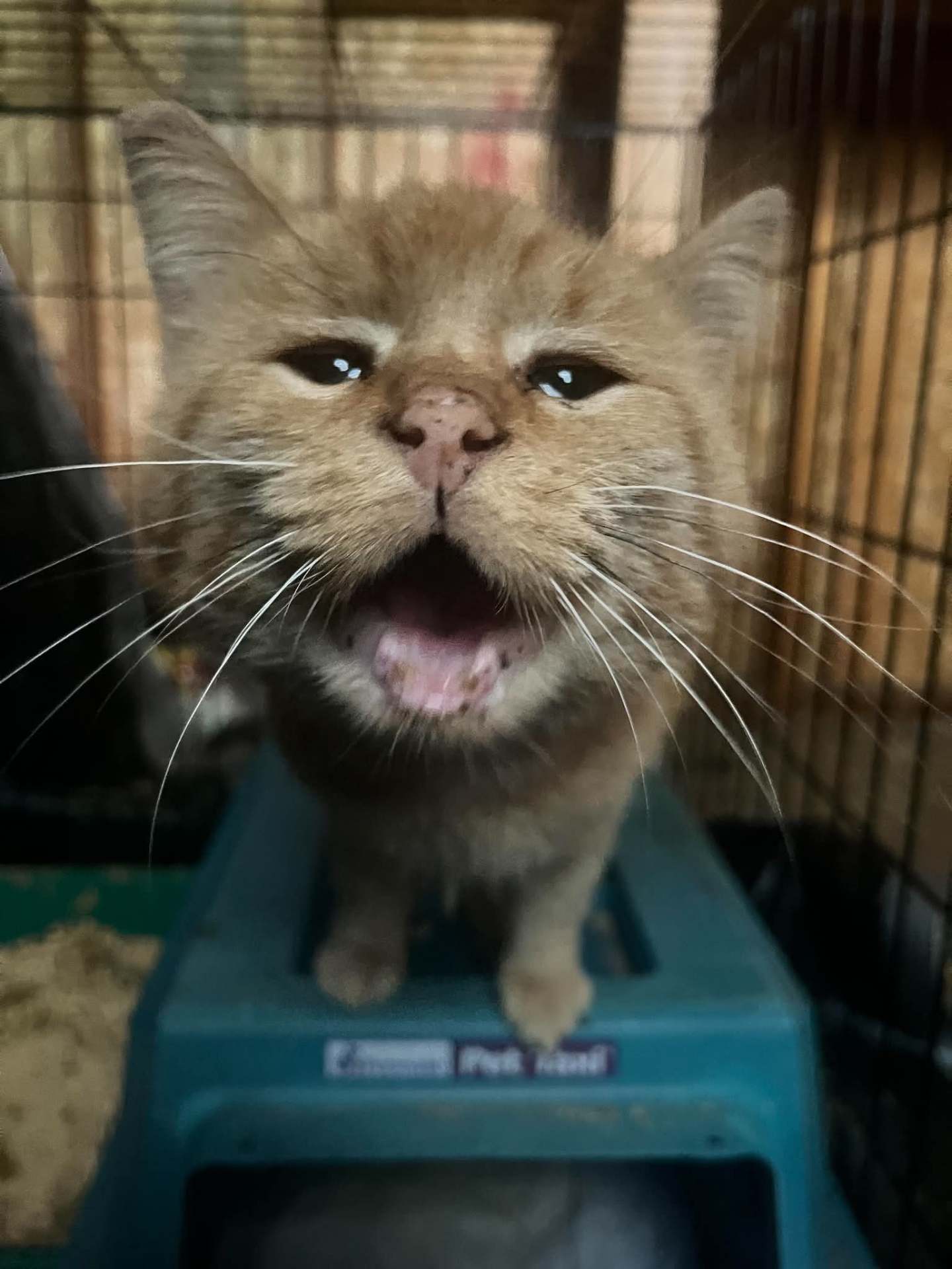 Tom, a senior ginger cat, looking at the camera mid-meow